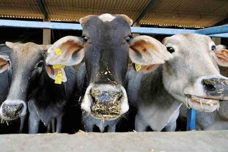 Bulls to become dinosaurs?
